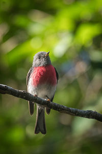 Close-up of a rose robin perching on branch