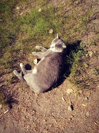 High angle view of cat on field