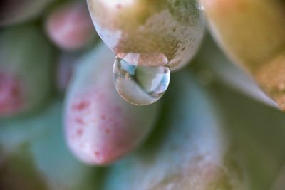 Drops of water that after the rain settle on nature forming particular colors and shapes