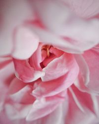 Close-up of pink rose