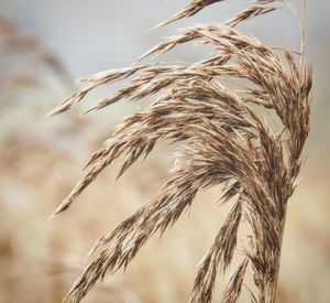 Close-up of wheat