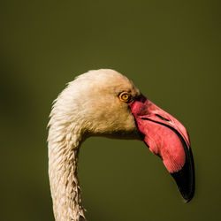 Close-up of a bird