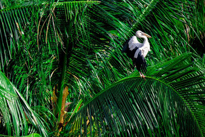 Bird perching on a plant