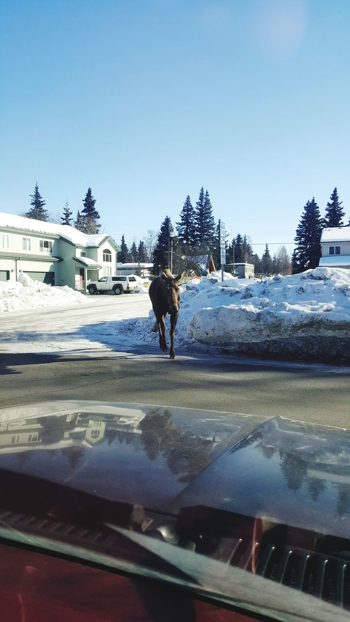 winter, snow, cold temperature, sky, day, real people, nature, tree, one person, architecture, building exterior, transportation, clear sky, built structure, full length, rear view, lifestyles, plant, outdoors, warm clothing