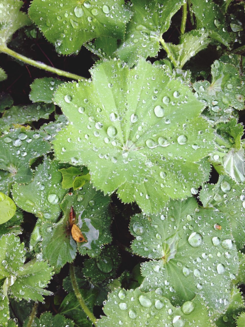 water, leaf, drop, wet, growth, green color, freshness, nature, plant, beauty in nature, close-up, fragility, leaves, dew, rain, high angle view, season, weather, raindrop, tranquility