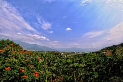 Plants growing on landscape against sky