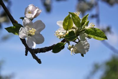 Close-up of white flowers