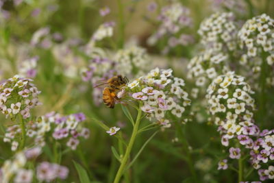 Close-up of bee pollinating on purple flower