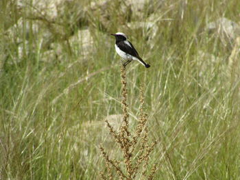 Bird perching on a field