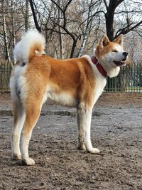 View of dog standing on field