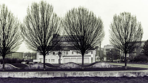 Bare trees in city