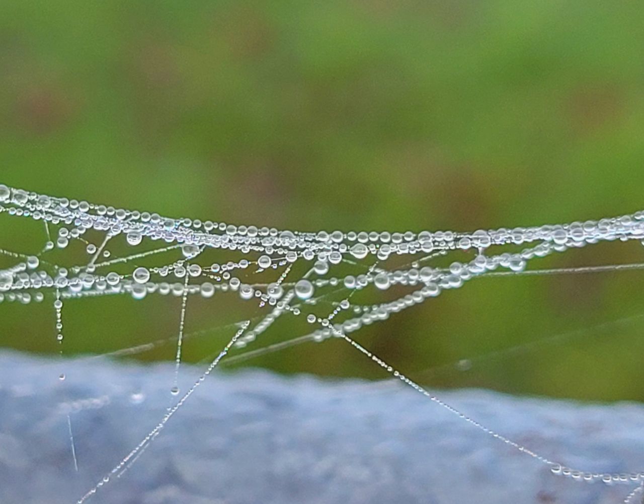 spider web, dew, fragility, close-up, moisture, focus on foreground, nature, wet, water, no people, drop, beauty in nature, animal, macro photography, day, selective focus, spider, outdoors, plant, intricacy, grass, plant stem, macro, leaf, pattern, animal themes, tranquility, environment, branch, rain, trapped, complexity, winter, backgrounds