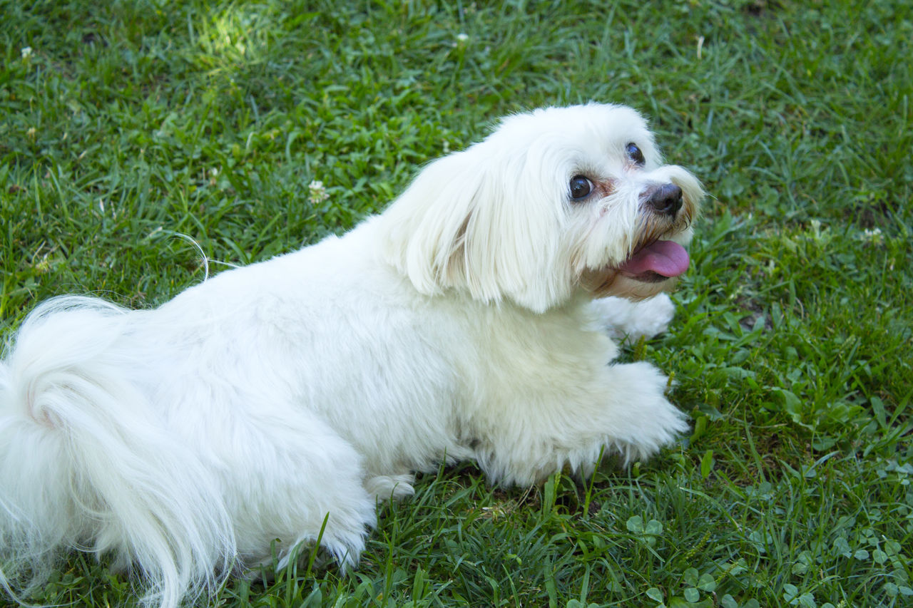 pet, domestic animals, animal themes, dog, animal, one animal, canine, mammal, grass, plant, white, havanese, green, maltese, nature, bichon, field, no people, day, relaxation, land, puppy, outdoors, looking, sitting, lying down, lap dog