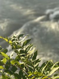 Low angle view of plant against sky
