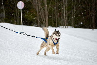 Running husky dog on sled dog racing. winter dog sport sled team competition. husky dog in harness