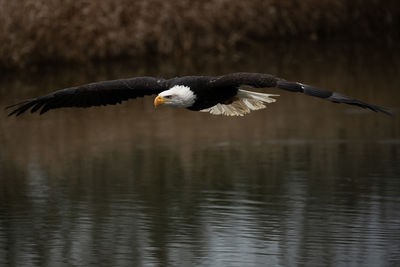 A trained bald eagle in flight. haliaeetus leucocephalus