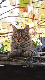 Close-up portrait of cat sitting outdoors