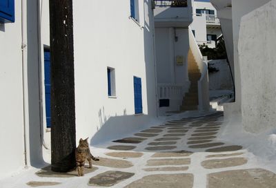 Cat living in mykonos town