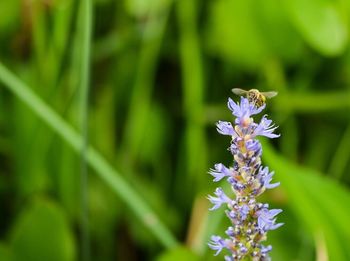 Close-up of purple flowers