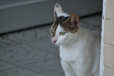 Close-up of cat sitting
