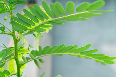 Close-up of green leaves