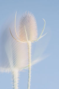 Low angle view of flowering plant against sky