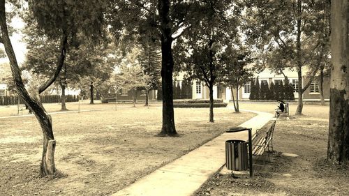 Trees in park