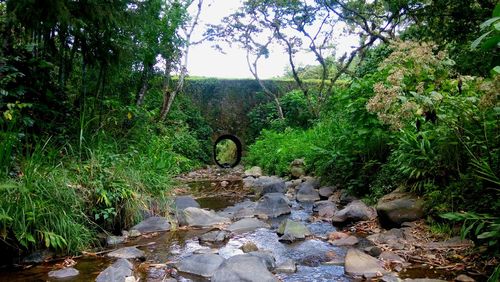 Plants by trees in forest against sky