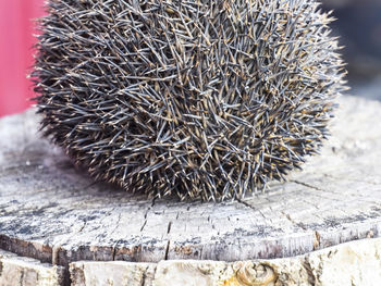 High angle view of an animal on table