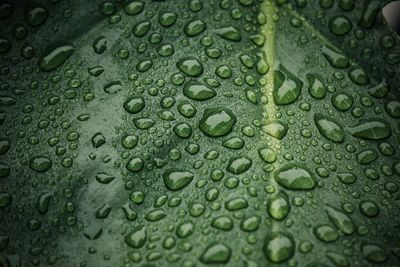 Full frame shot of raindrops on leaf