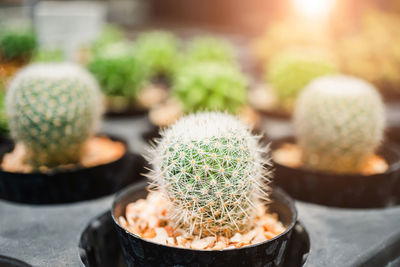 Close-up of succulent plant in yard