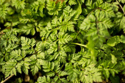 Full frame shot of green leaves