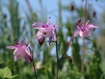 Close-up of pink flowering plant