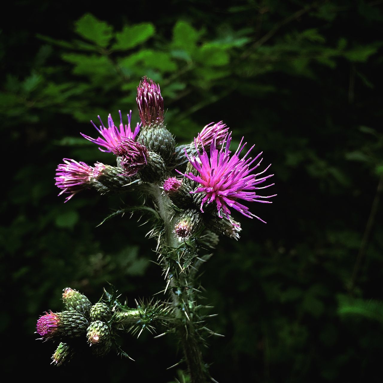 Hanchurch woods