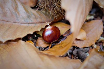 Close-up of fruits and leaves on tree