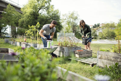 Mid adult couple working in vegetable garden