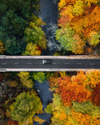 Autumn trees by road in forest
