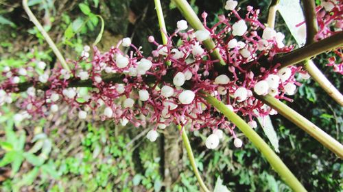 Close-up of pink flowers