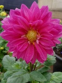 Close-up of pink flower blooming outdoors