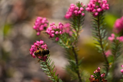 Close-up of bee pollinating on pink flower