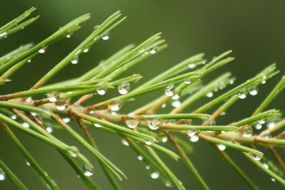 Close-up of water drops on tree