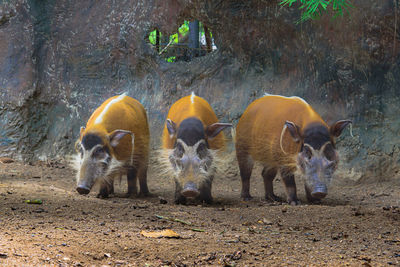 Red river hogs will live show in the forest zoo.