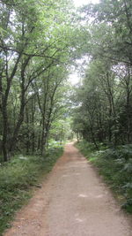 Road amidst trees in forest