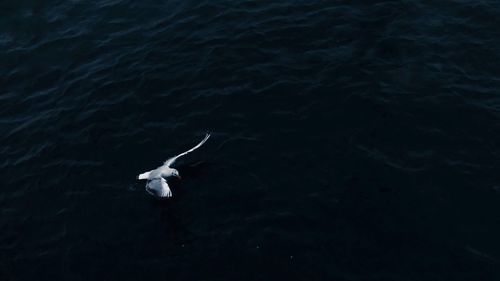 High angle view of jellyfish swimming in sea