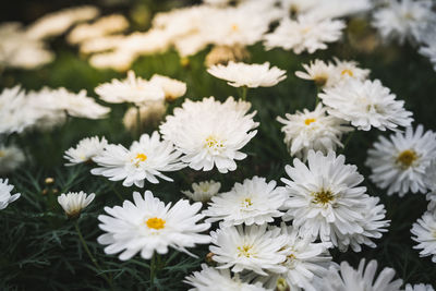 Close-up of white daisy flowers on field