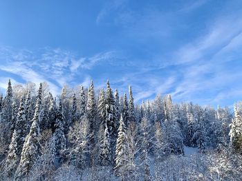 Snow covered plants against sky