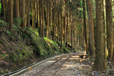 Railroad tracks amidst trees in forest