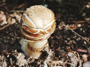 Close-up of mushroom growing on field