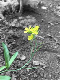 Close-up of yellow crocus plant growing on field