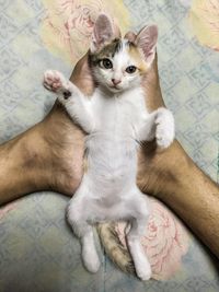High angle view of cat relaxing on bed at home